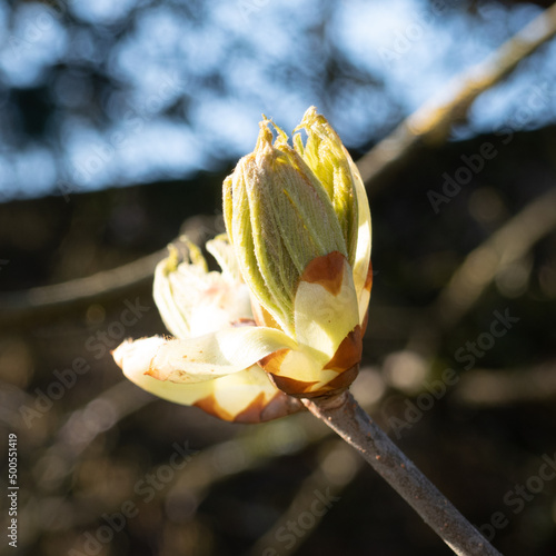 buds and flowers in spring