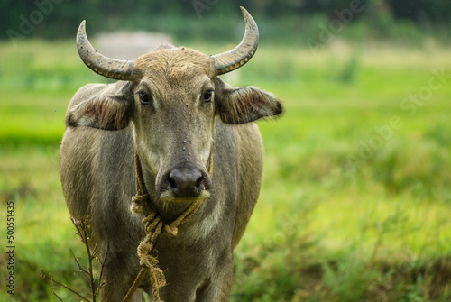 Domesticated water buffalo in fields