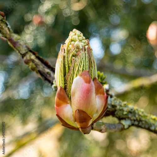 buds and flowers in spring
