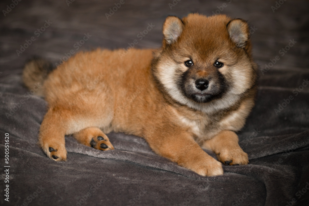Shiba inu puppy lies on the bed and looks. Beautiful and cute Japanese puppy