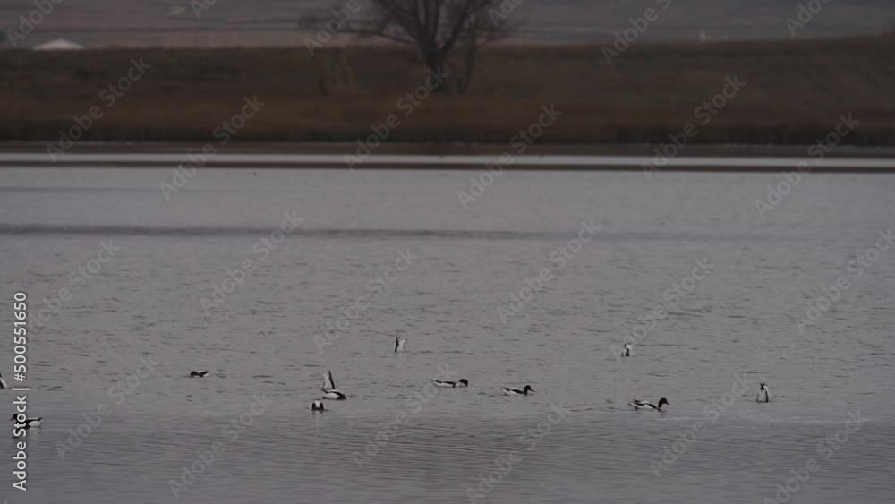 Ducks looking for food in super slow motion Ducks looking for food in super slow motion