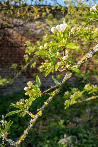 buds and flowers in spring