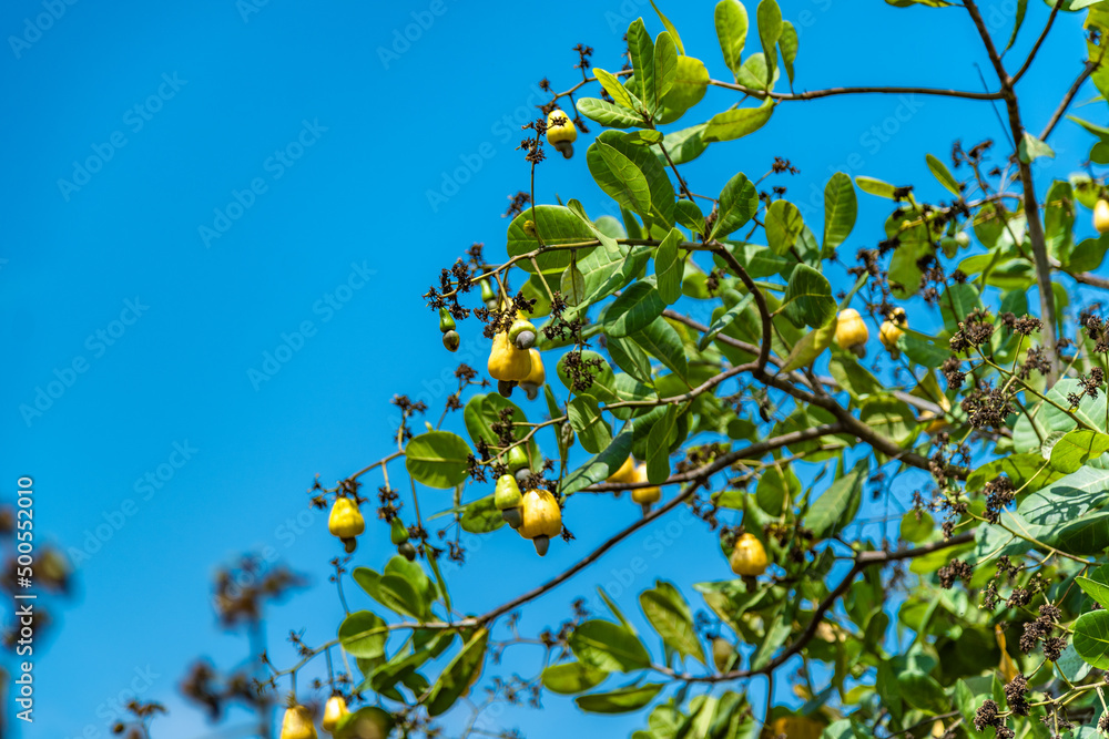 Cashew nut tree fruits cashew apple Cashew nut tree fruits cashew apple