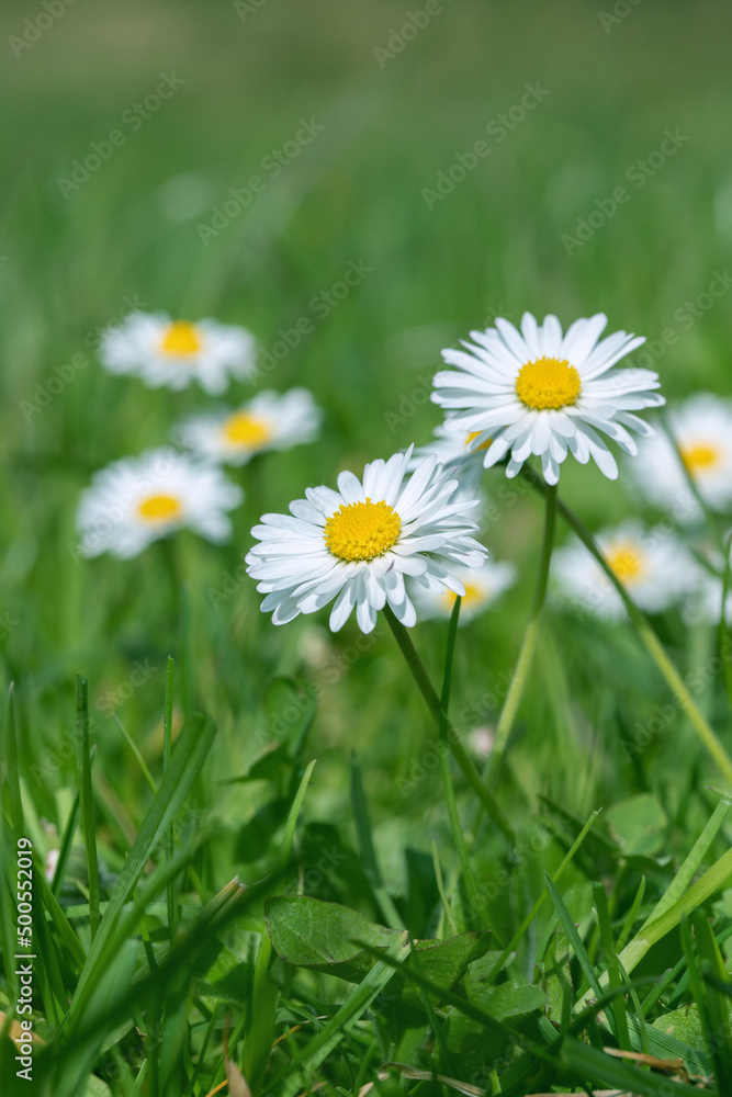 Closeup of two daisy flowers (Bellis perennis). Closeup of two daisy flowers (Bellis perennis).