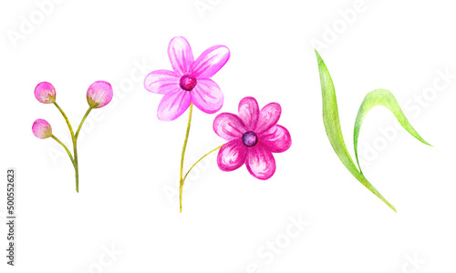 Watercolor pink flower, buds, buds, green delicate leaf