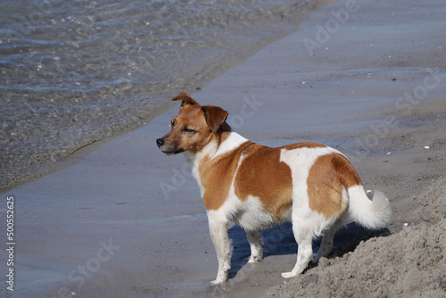 kleiner Hund allein am Strand