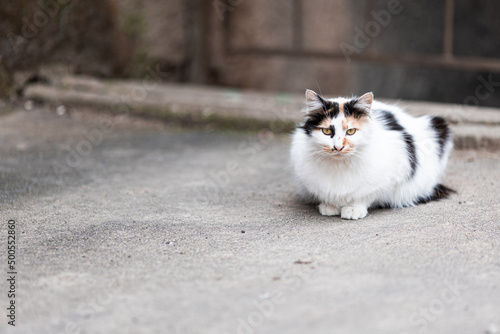 white street cat with red and black spots sitting on the asphalt