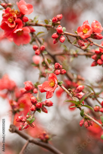 japanese quince chaenomeles japonica branches with beautiful flowers. 