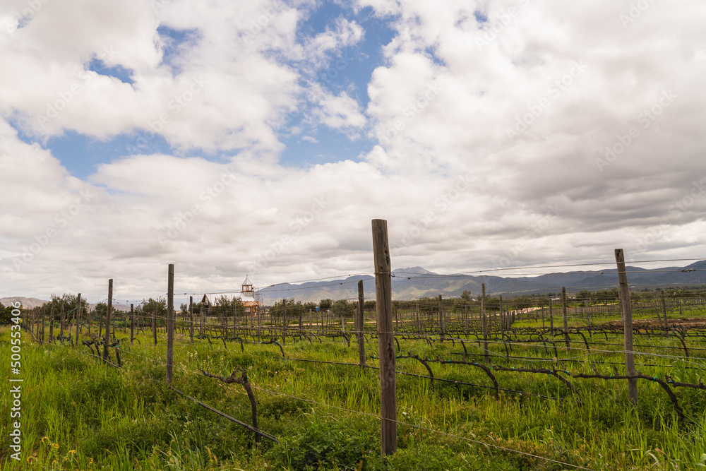 vineyard in wine region Valle de Guadalupe, Mexico