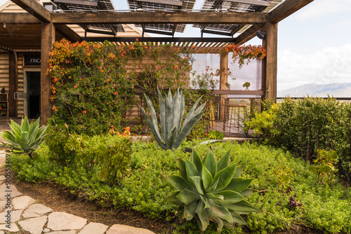 garden with agave plants in Valle de Guadalupe, Mexico