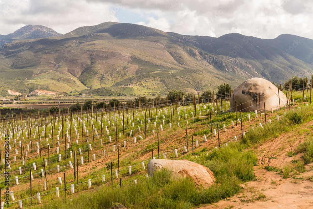 vineyard in wine region in Mexico