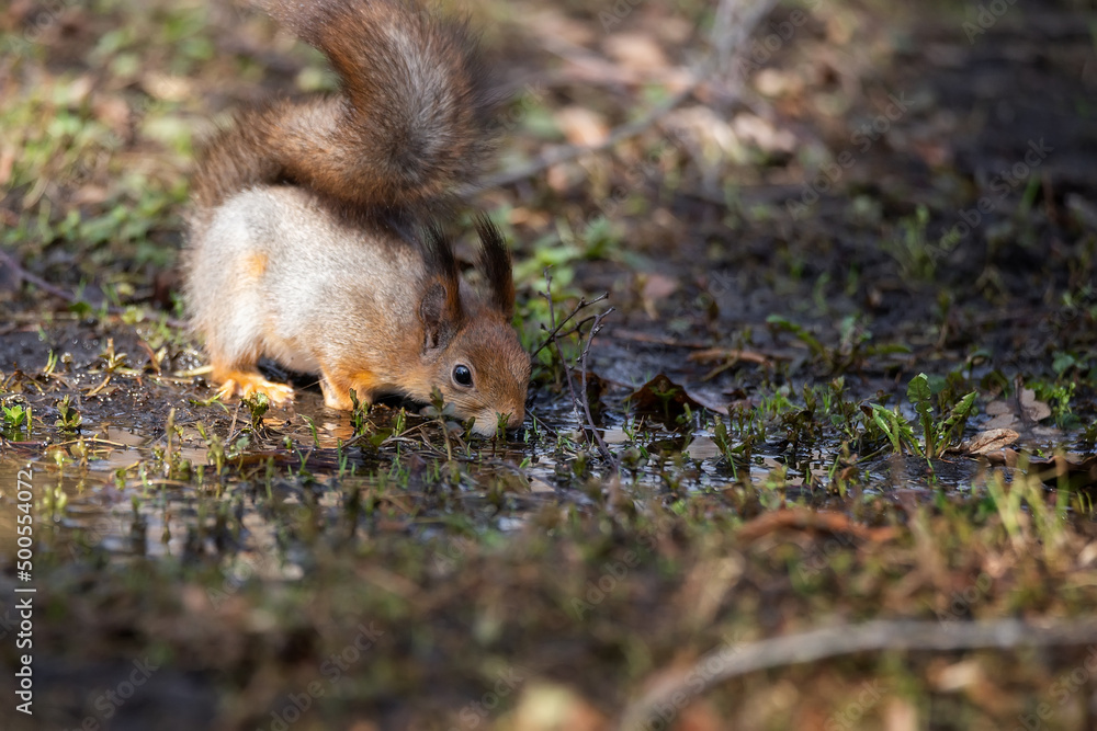 Red squirrel sits in the grass.. Red squirrel sits in the grass..