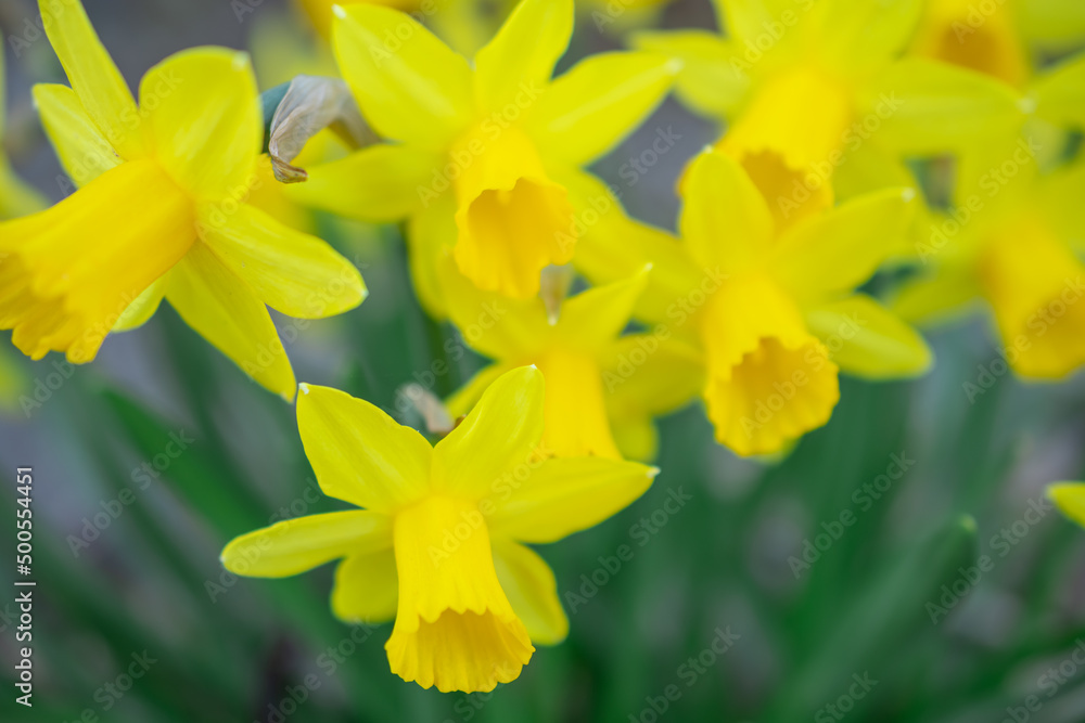 Spring flowers. Close up of daffodil flowers blooming in a garden
Spring flowers. Close up of daffodil flowers blooming in a garden