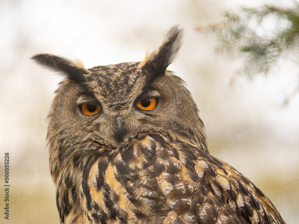 owl portrait in the wild owl portrait in the wild
