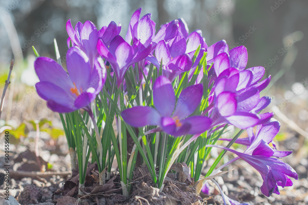 Group of purple crocus flowers on a spring meadow. Crocus blossom. Mountain flowers. Spring landscape. Group of purple crocus flowers on a spring meadow. Crocus blossom. Mountain flowers. Spring landscape.