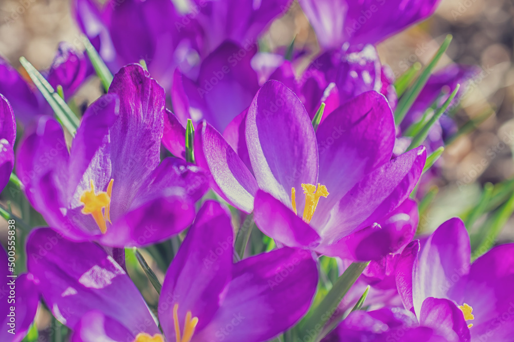 Fototapeta premium Group of purple crocus flowers on a spring meadow. Crocus blossom. Mountain flowers. Spring landscape. 