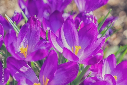 Group of purple crocus flowers on a spring meadow. Crocus blossom. Mountain flowers. Spring landscape.  © Anastasiia