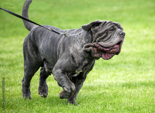 Neapolitan Mastiff at a dog show showing signs of skin fold dermatitis