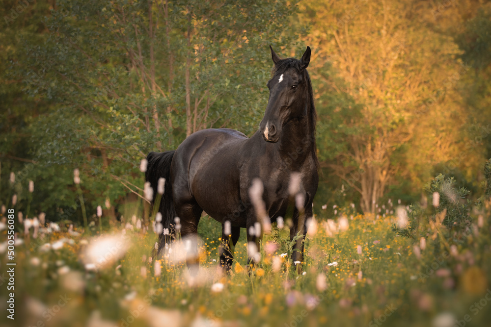 Fototapeta premium Portrait of a black horse 