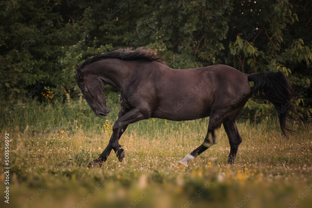 Fototapeta premium Black horse runs through the meadow