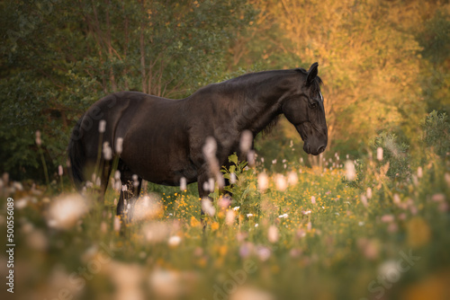 Portrait of a black horse