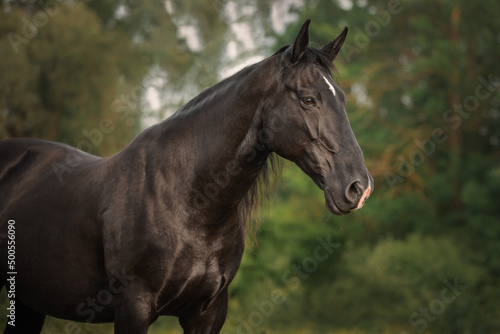 Portrait of a black horse  © julia_siomuha