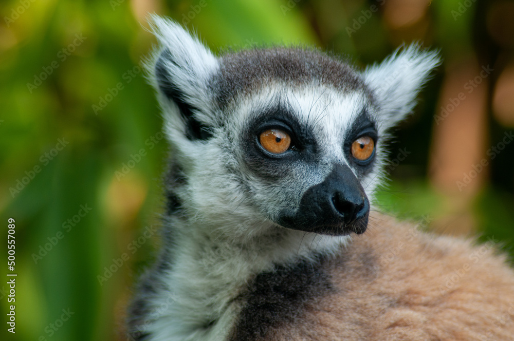 Obraz premium ring lemur