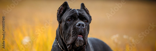 Fotografie Italian Cane Corso in autumn field