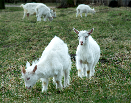 White goats graze in the meadow and chew green grass.