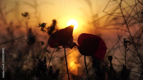 Wallpaper Mural One red poppy extremely close up of petal flower. Poppies in the meadow wild poppy field, swinging by the wind. Close-up of blossoming poppies. Macro. Selective focus. Never-ending beauty of nature. Torontodigital.ca