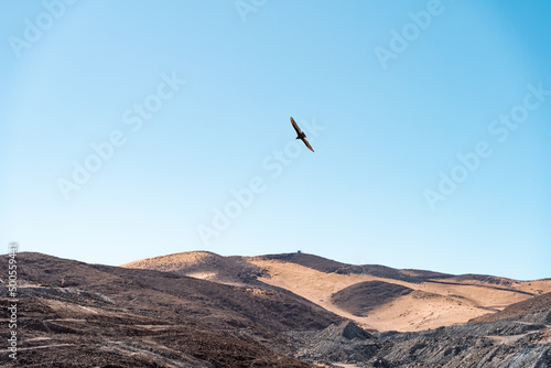 View of a bird flying over the mountains  Chile