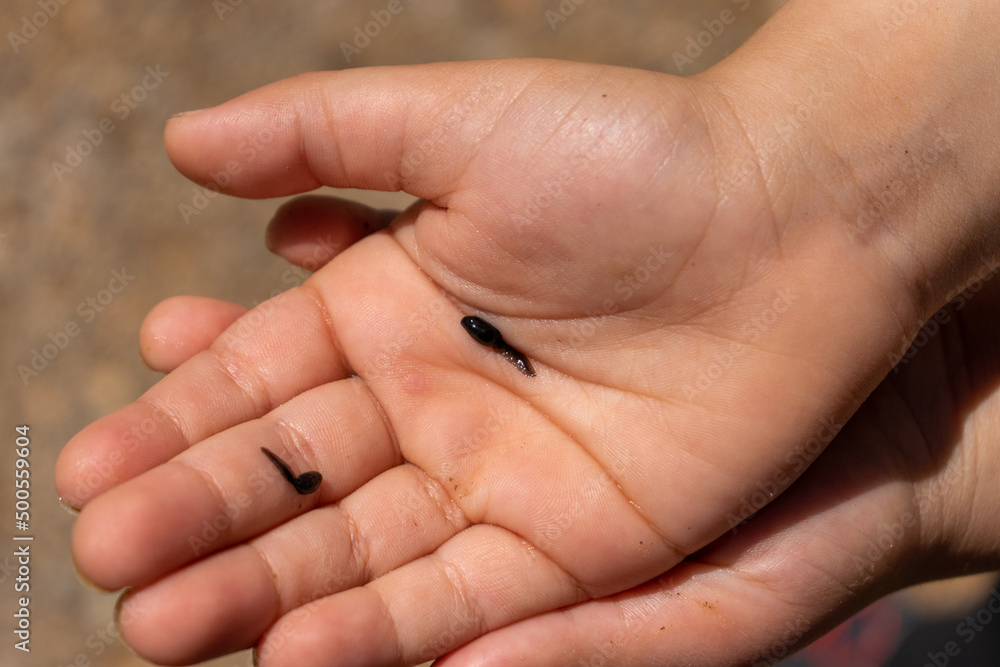manos de niño pequeño ,mostrando dos renacuajos capturados , nombre científico, ( Trichobatrachus robustus ).