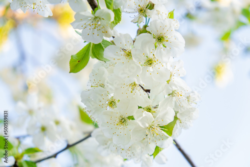 White cherry tree flowers close-up. Soft focus. Spring gentle blurred background. Blooming apricot blossom branch. Beginning of season, awakening of nature. Fresh green leaves.