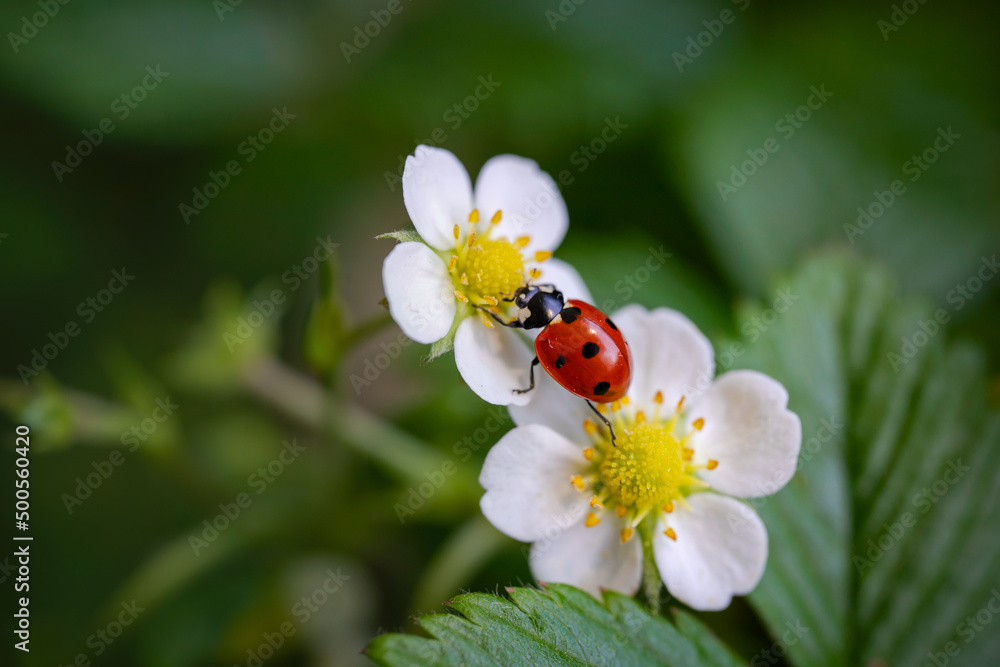 Ledybug insect on forest strawberry flowers against green background. Summer concept. Nature background. Macro shot Ledybug insect on forest strawberry flowers against green background. Summer concept. Nature background. Macro shot