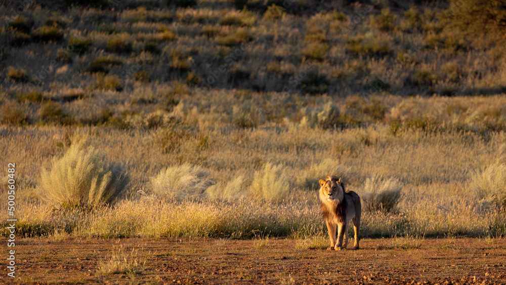 Fototapeta premium Male lion early morning in golden light