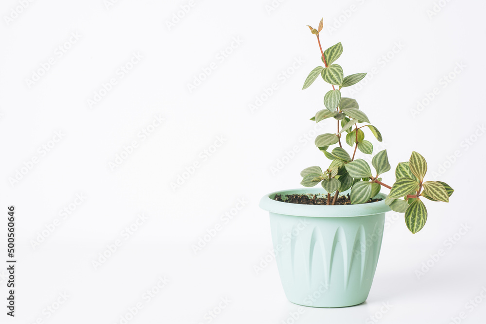 Green plant Peperomia Angulata on white background with copy space. Home plant concept. Texture of flower leaves. Tropical plants Green plant Peperomia Angulata on white background with copy space. Home plant concept. Texture of flower leaves. Tropical plants