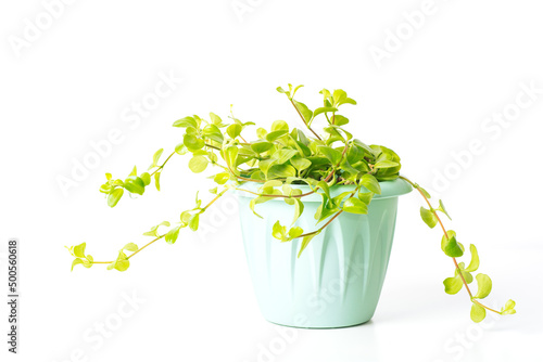 Green plant Peperomia Rotundifolia on white background. Home plant concept. Texture of flower leaves. Tropical plants