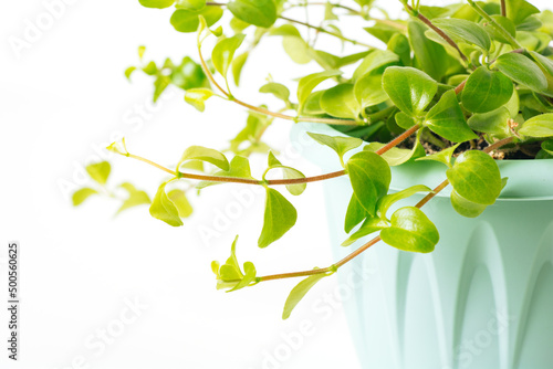 Green plant Peperomia Rotundifolia on white background close-up. Home plant concept. Texture of flower leaves. Tropical plants