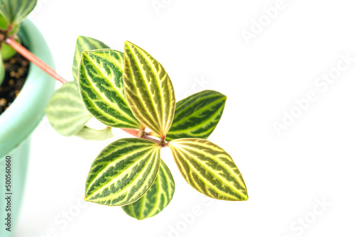Green plant Peperomia Angulata on white background close-up. Home plant concept. Texture of flower leaves. Tropical plants
