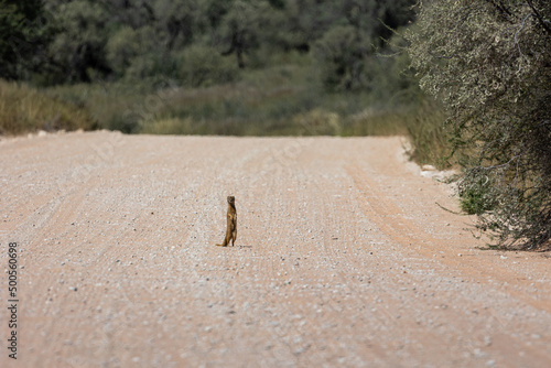 a yellow mongoose standing tall on the road photo