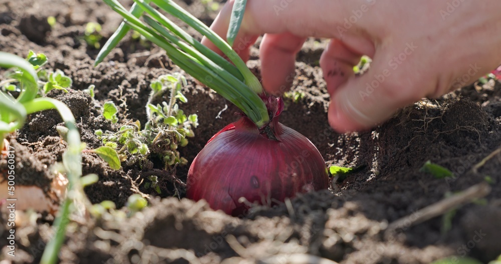 Man Planting fresh seedling into ground Man Planting fresh seedling into ground