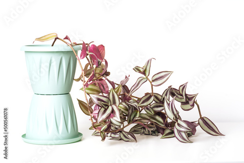 Green plant Tradescantia Zebrina on white background. Home plant concept. Texture of flower leaves. Tropical plants photo