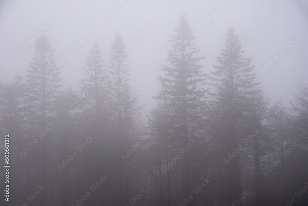 Beautiful atmospheric foggy sunrise landscape image of forest during Autumn morning