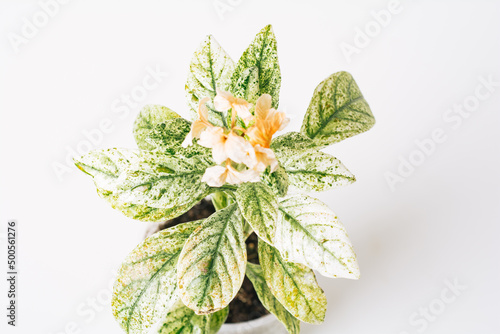 Green plant Crossandra variegated on white background. Home plant concept. Texture of flower leaves. Tropical plants photo