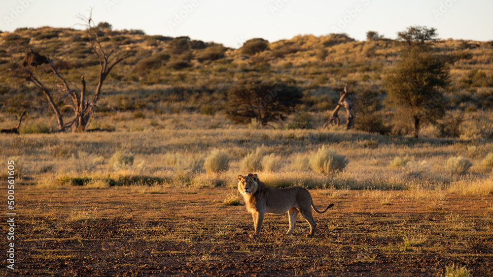 Fototapeta premium Male lion early morning in golden light