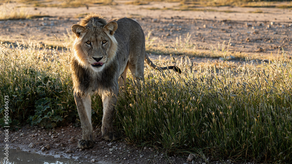 Obraz premium Male lion early morning in golden light