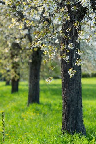 Kirschblüte