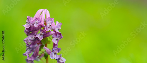 Fototapeta Naklejka Na Ścianę i Meble -  Corydalis solida close-up. Purple corydalis flower on a blurred background. Spring concept