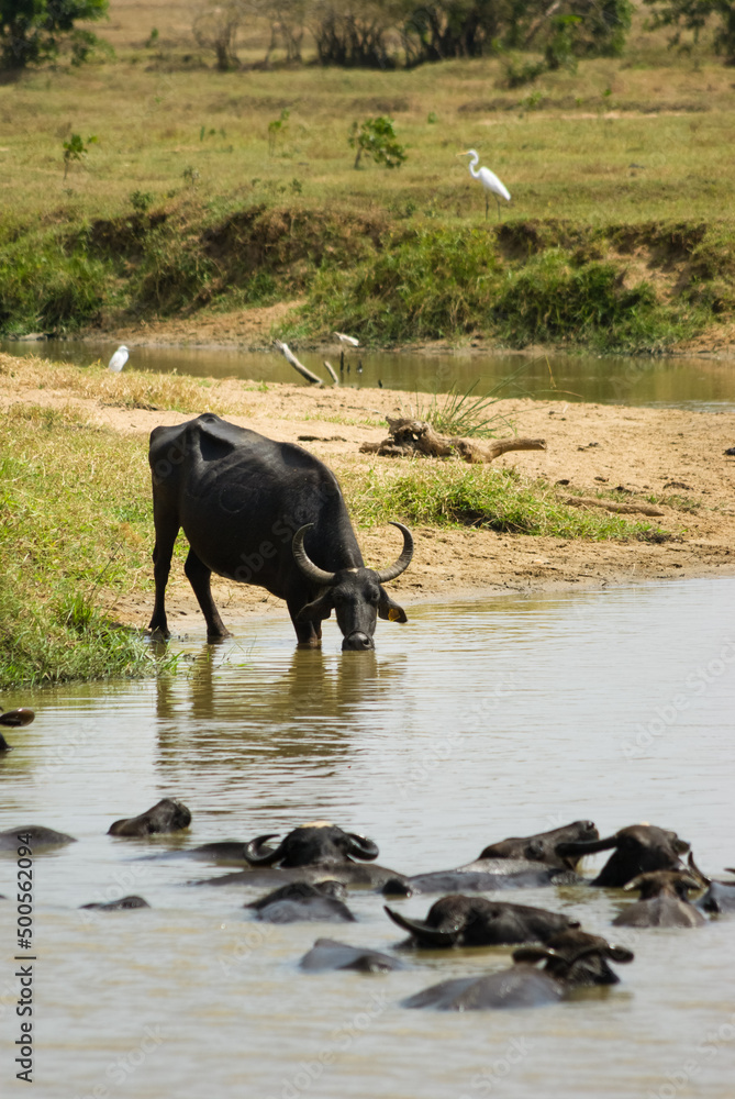 Water buffalo in a small river, rural Sri Lanka Water buffalo in a small river, rural Sri Lanka