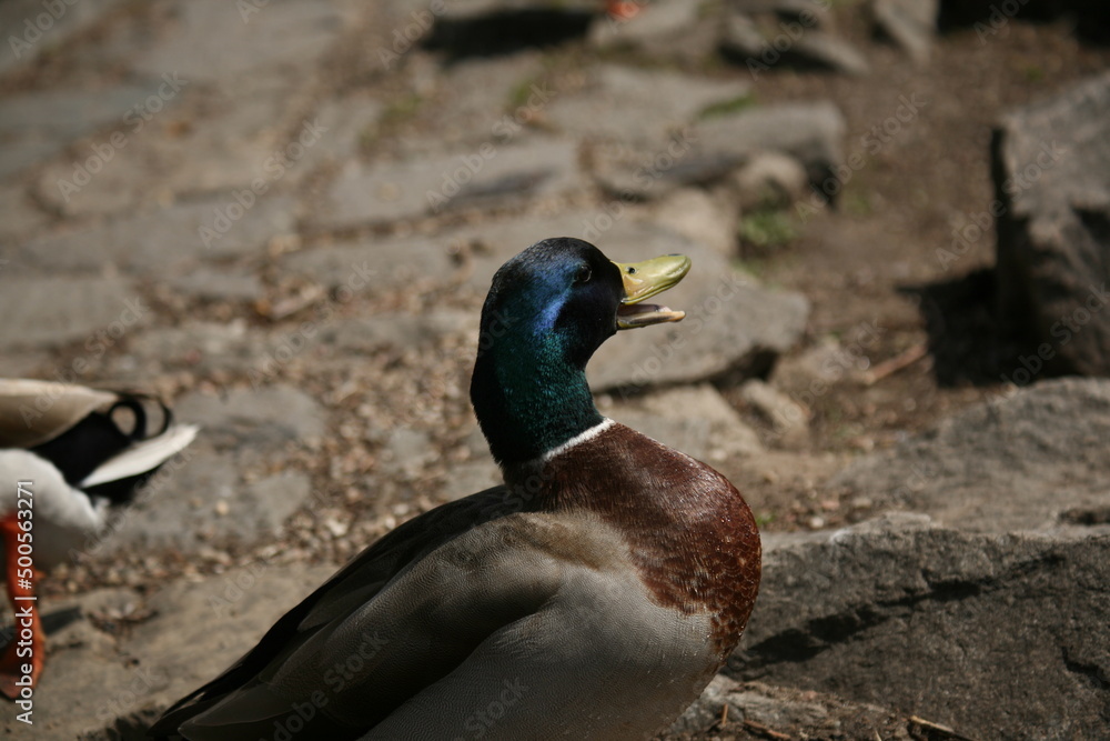 Fototapeta premium duck